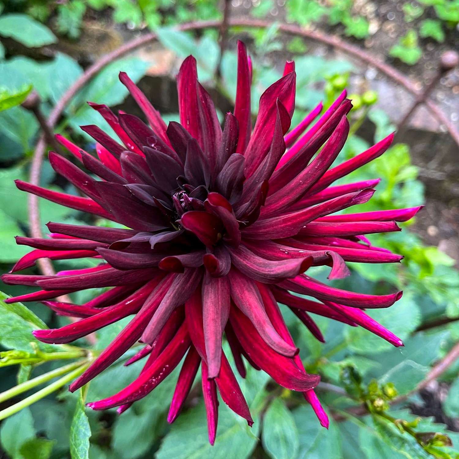 Dahlie 'Nuit D'ete'